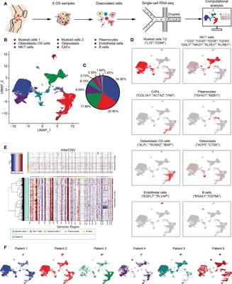 Corrigendum: Single-cell transcriptomics reveals the complexity of the tumor microenvironment of treatment-naive osteosarcoma